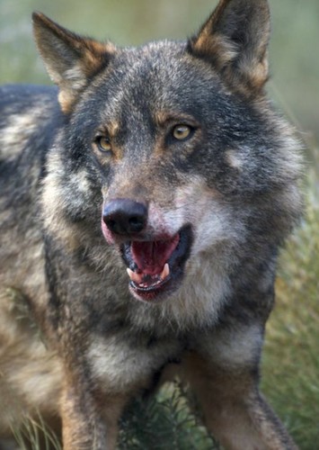 Akela